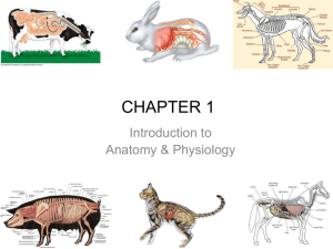 Welcome to Anatomy and Physiology - A & P
