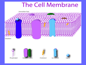 plasma_membrane