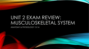 Unit 2 Exam Review: Musculoskeletal SYstem