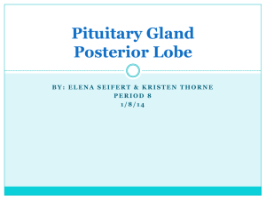 Pituitary Gland Seifert Thorne