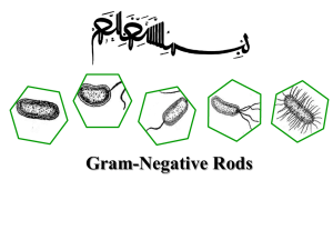 Gram-Negative Rods