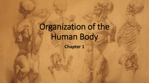 Chapter 1-Organization of the Body