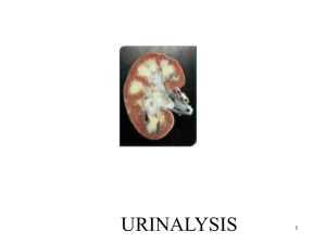 Urinalysis (powerpoint)