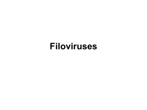 Filoviruses (Filoviridae)