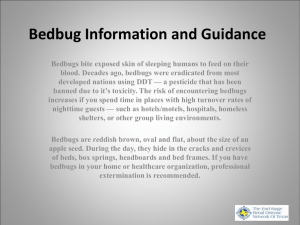 Bedbug Information and Guidelines