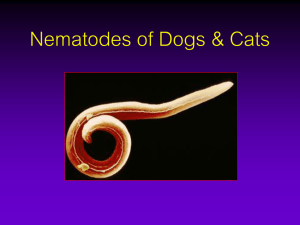 Nematodes of Dogs