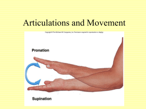 Articulations and Movement