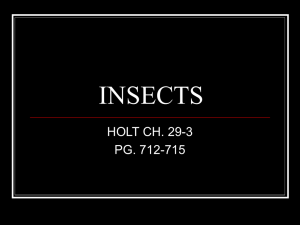 ls holt insect notes