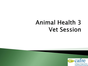 Sheep Animal Health Week 3 Vet session 12.9MB