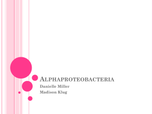 Alphaproteobacteria - Dr. Jennifer Staiger