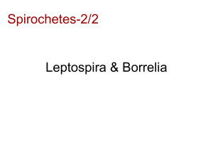 Leptospira & Borrelia