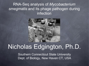 RNA-Seq analysis of Mycobacterium smegmatis and its phage