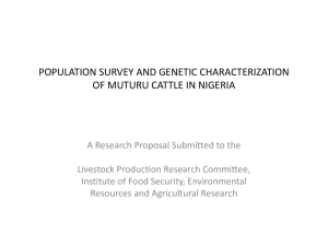 population survey and genetic characterization of muturu cattle in