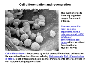 15 cell differentiation
