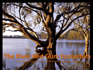 The River Red Gum Ecosystem Powerpoint.