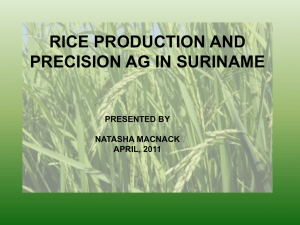 Drainage and irrigation in Rice production in Suriname