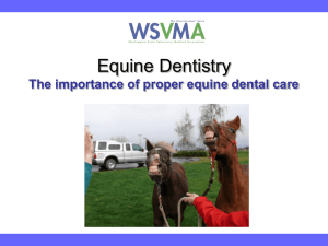 The importance of proper equine dental care