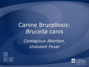 Brucellosis_Bcanis - The Center for Food Security and Public