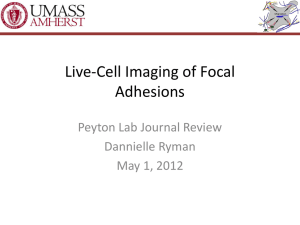 Live-Cell Imaging of Focal Adhesions