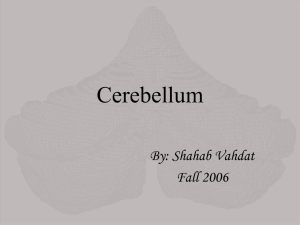 Cerebellum_seminar