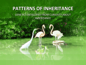 Lecture 10.PATTERNS OF INHERITANCE.012410
