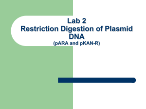 Restriction Analysis of pARA and pKAN-R