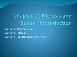 Chapter 11 meiosis and Sexual Reproduction (2)