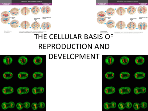THE CELLULAR BASIS OF REPRODUCTION AND DEVELOPMENT