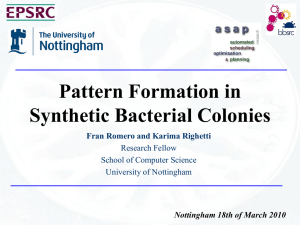 Pattern Formation in Synthetic Bacterial Colonies (slides)
