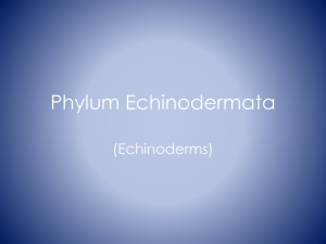 Phylum Echnodermata