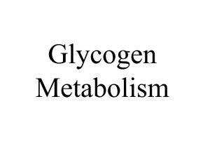 Glycogen Formation