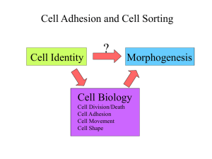 Cell_Adhesion.2012
