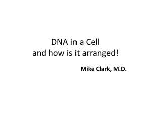 DNA in a Cell and how is it arranged!