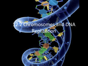 12.2 Chromosomes and DNA Replication