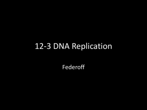 12-3 DNA Replication
