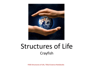 Crayfish foss