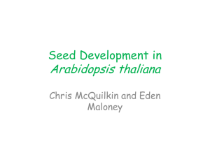 Introduction to Seed Development and Arabidopsis Embryo