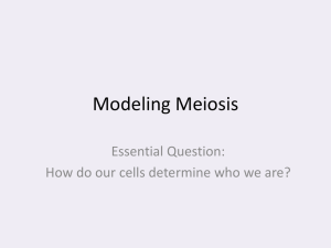 Modeling Meiosis