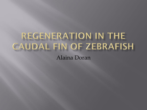 Ppt introduction to fin regeneration