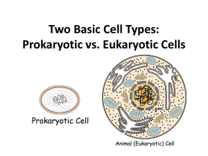 Two Basic Cell Types - Biology with Miss G.