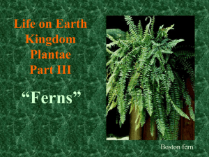 Life on Earth Kingdom Plantae Part III