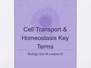 Cell Transport And Homeostasis Key Terms