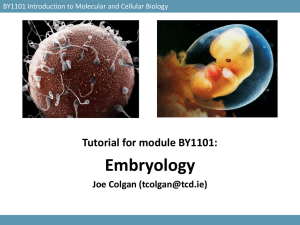 Tutorial 6: Developmental Biology