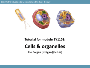 Tutorial 3: Cells and Organelles