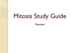 Mitosis Study Guide Answers