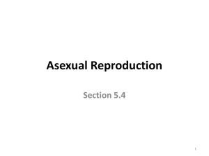 Section 5.4: Asexual Reproduction