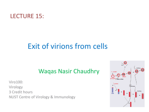 Exit of virions from cells
