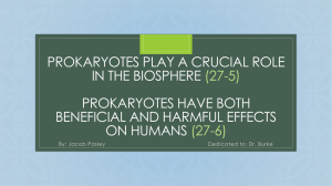 Prokaryotes Play a crucial role in the biosphere (27