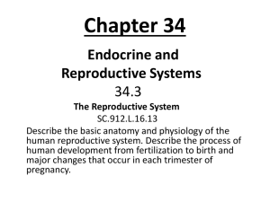 34.3 The Reproductive System - Biology EOC Review Resources