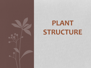 Plant Structure Notes